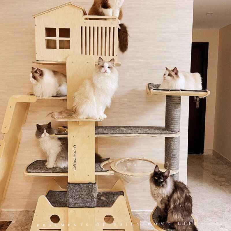 Cat Tree Tower House for Large Cats